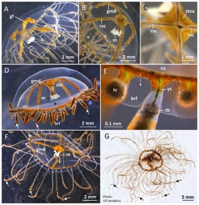  ディオジェネア・ムキイ！この謎めいたヒドロ虫の仲間は一体何をしているのだろうか？