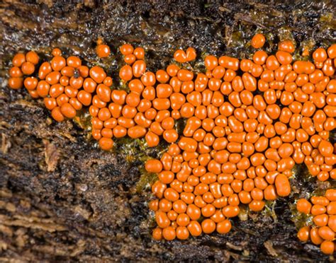  Komu:  Discover a Microscopic World Where Cellular Slime Molds Roam Like Tiny Amoeboid Explorers!