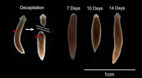  バッハウアーイシダクニ: 驚くべき再生能力と複雑な生態系を誇る渦虫の世界！