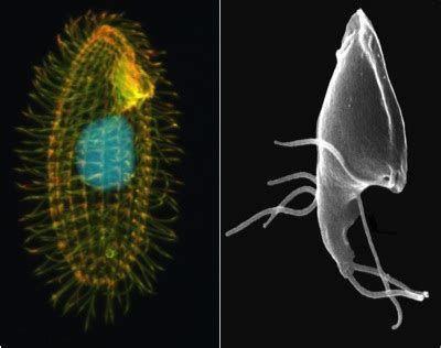  Leptomonas:  A Tiny Flagellated Parasite with a Taste for Invertebrates!