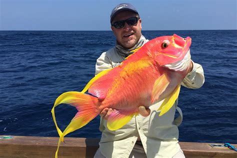   マダラ 壮麗な色彩と独特の体形を持つ深海魚、マダラについて詳しく紹介！