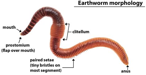  ネトリ worm！その小さな体には驚きの秘密が隠されている！