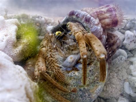   ペリウィンckle: 海の底を這い回る、ひっそりと輝く貝殻を持つ不思議な生き物！