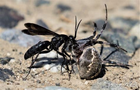  クモヤドクシ！小さな体ながら驚くべき数の足と多様な食性を持つ、このミステリアスな生物は一体何者なのか？