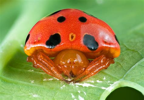  ヨコヅナグモ：その驚くべき擬態と捕食戦略で昆虫界を恐怖に陥れる！